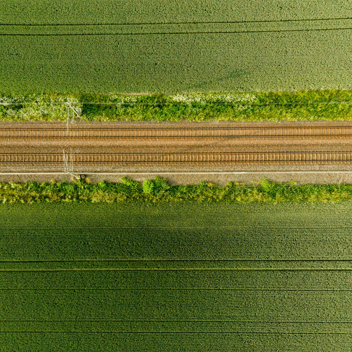 Railway,Tracks,In,Cornfield.,Sunny,Summerday,In,South,West,Sweden.